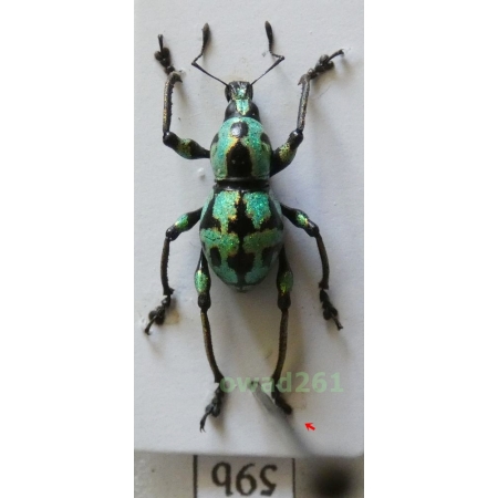Metapocyrtus subquadrulifer (Waterhouse, 1842) male Philippines59b